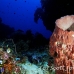 sponge_barrel_arch_h_0705_png1025.jpg